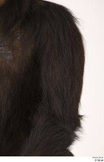  Chimpanzee Bonobo arm shoulder 0001.jpg